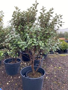 Elaeagnus ebbingei 175-200 cm cont. 50L meerstammig - afbeelding 2