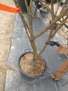 Elaeagnus ebbingei 175-200 cm cont. 50L multi-stem - image 2