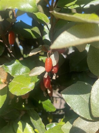 Elaeagnus ebbingei 175-200 cm container meerstammig paraplu - afbeelding 1