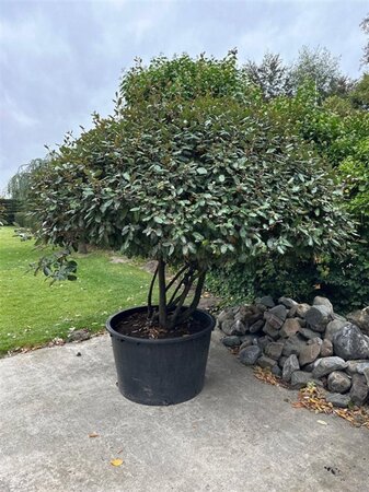 Elaeagnus ebbingei 175-200 cm container meerstammig paraplu - afbeelding 5