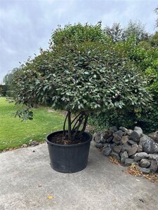 Elaeagnus ebbingei 175-200 cm container meerstammig paraplu - afbeelding 5