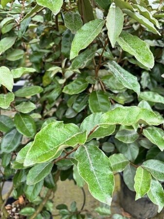 Elaeagnus ebbingei 175-200 cm container meerstammig paraplu - afbeelding 2