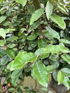 Elaeagnus ebbingei 175-200 cm container meerstammig paraplu - afbeelding 2
