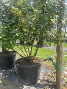Elaeagnus ebbingei 175-200 cm container meerstammig paraplu - afbeelding 3