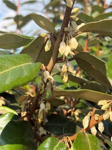 Elaeagnus ebbingei 175-200 cm container meerstammig paraplu - afbeelding 4