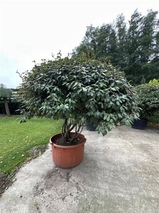 Elaeagnus ebbingei 175-200 cm container meerstammig paraplu - afbeelding 6