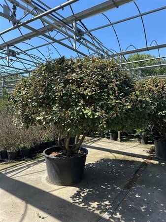 Elaeagnus ebbingei 175-200 cm container meerstammig paraplu - afbeelding 7