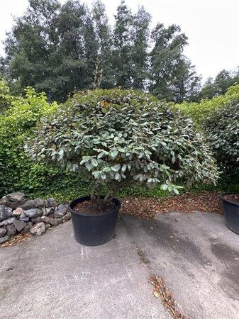 Elaeagnus ebbingei 175-200 cm container meerstammig paraplu - afbeelding 8