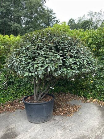 Elaeagnus ebbingei 175-200 cm container meerstammig paraplu - afbeelding 9