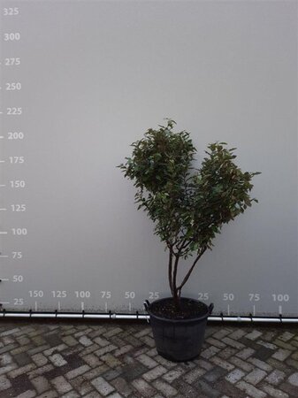 Elaeagnus ebb. 'Compacta' 150-175 cm WRB multi-stem