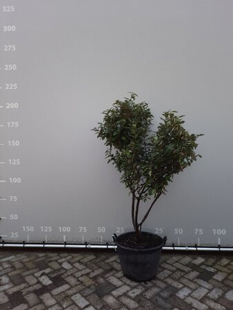 Elaeagnus ebb. 'Compacta' 150-175 cm RB multi-stem