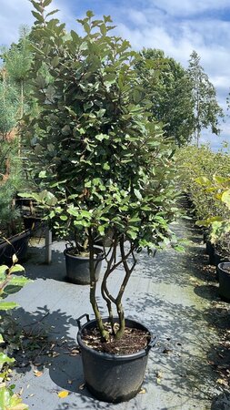Elaeagnus ebb. 'Compacta' 175-200 cm WRB multi-stem