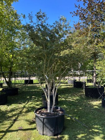 Enkianthus campanulatus 300-350 cm WRB multi-stem