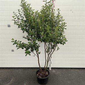 Escallonia 'Iveyi' 175-200 cm cont. 20L meerstammig