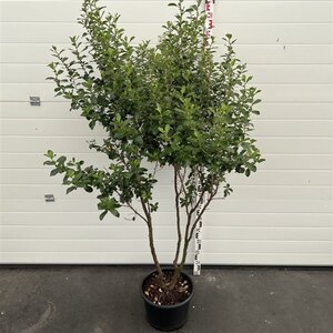 Escallonia 'Iveyi' 175-200 cm cont. 20L multi-stem