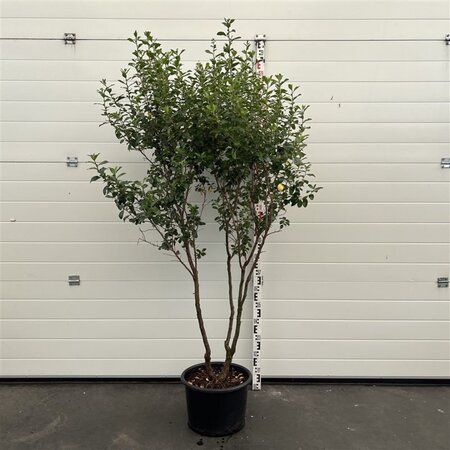 Escallonia 'Iveyi' 175-200 cm cont. 20L multi-stem - image 2