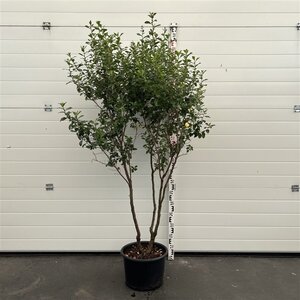 Escallonia 'Iveyi' 175-200 cm cont. 20L multi-stem - image 2