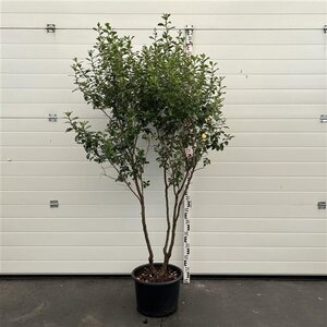 Escallonia 'Iveyi' 175-200 cm cont. 20L multi-stem - image 4