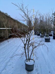 Euonymus alatus 175-200 cm cont. 25L meerstammig
