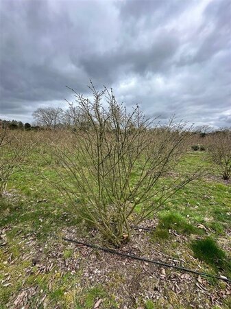 Euonymus alatus 175-200 cm draadkluit meerstammig solitair - afbeelding 1