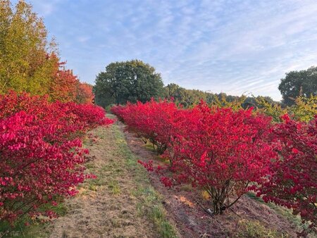 Euonymus alatus 175-200 cm draadkluit meerstammig solitair - afbeelding 2