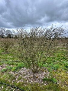 Euonymus alatus 175-200 cm draadkluit meerstammig solitair - afbeelding 3