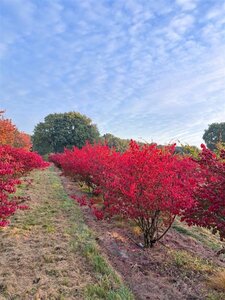 Euonymus alatus 175-200 cm draadkluit meerstammig solitair