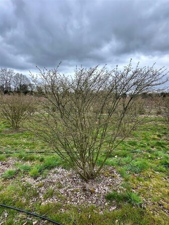 Euonymus alatus 175-200 cm WRB multi-stem Single - image 3