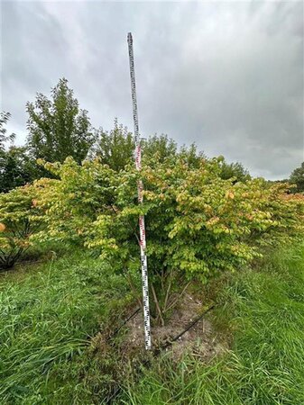 Euonymus alatus 175-200 cm WRB multi-stem Single - image 4