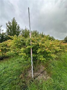 Euonymus alatus 175-200 cm WRB multi-stem Single - image 4