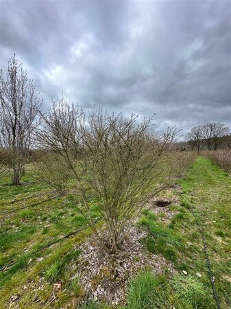 Euonymus alatus 175-200 cm WRB multi-stem Single - image 5