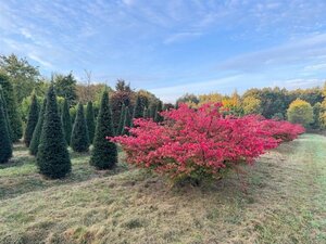 Euonymus alatus 200-250 cm draadkluit meerstammig solitair
