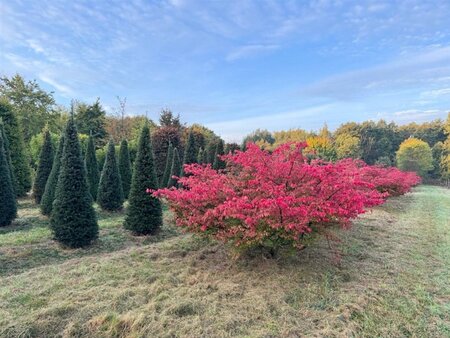 Euonymus alatus 200-250 cm WRB multi-stem Single