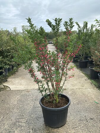 Euonymus europaeus 150-175 cm cont. 70L multi-stem