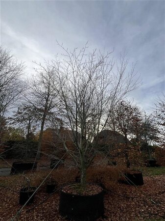 Fagus syl. 'Atropunicea' 500-600 cm airpot meerstammig