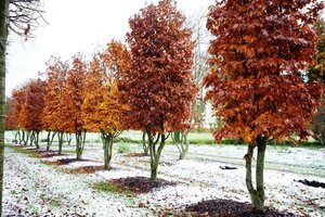 Fagus sylvatica 100 cm WRB bijenkorf multi-stem