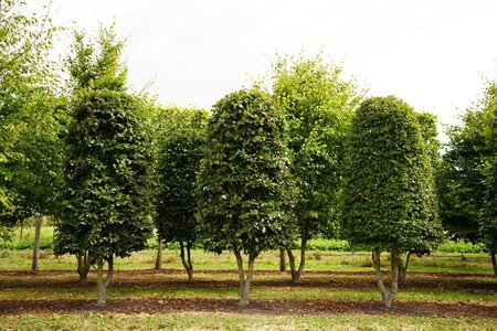 Fagus sylvatica 100 cm WRB bijenkorf multi-stem - image 2