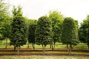 Fagus sylvatica 100 cm WRB bijenkorf multi-stem - image 2