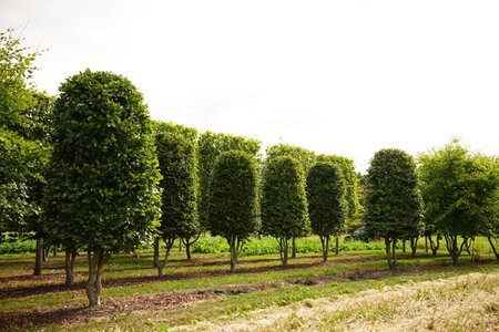 Fagus sylvatica 100 cm WRB bijenkorf multi-stem - image 3