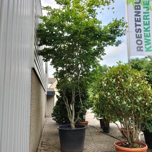 Fagus sylvatica 350-400 cm container meerstammig - afbeelding 2