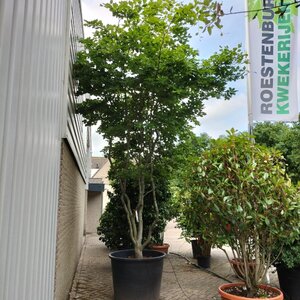 Fagus sylvatica 350-400 cm container meerstammig - afbeelding 2