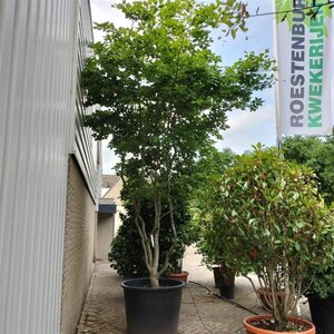 Fagus sylvatica 350-400 cm container multi-stem