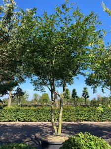 Fagus sylvatica 350-400 cm container multi-stem