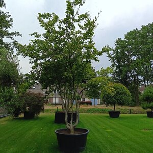 Fagus sylvatica 350-400 cm container multi-stem - image 2
