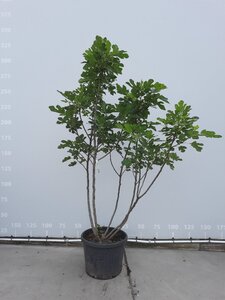 Ficus carica 200-225 cm draadkluit meerstammig