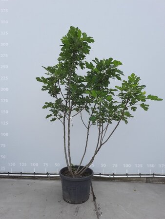 Ficus carica 200-225 cm WRB multi-stem