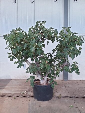 Ficus carica 350-400 cm cont. 230L meerstammig