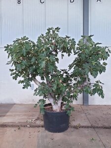 Ficus carica 350-400 cm cont. 230L meerstammig