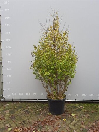 Ginkgo bil. 'Fastigiata' 225-250 cm container multi-stem