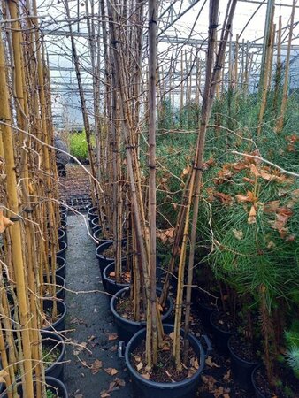 Ginkgo biloba 250-300 cm cont. 30L meerstammig - afbeelding 1